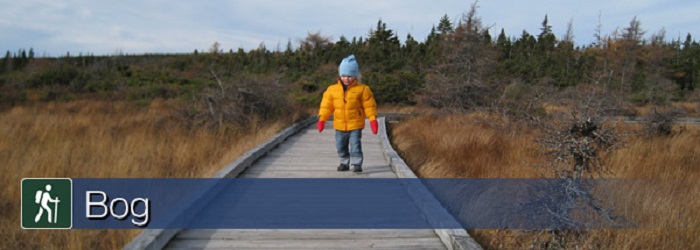 bog trail pic.jpg